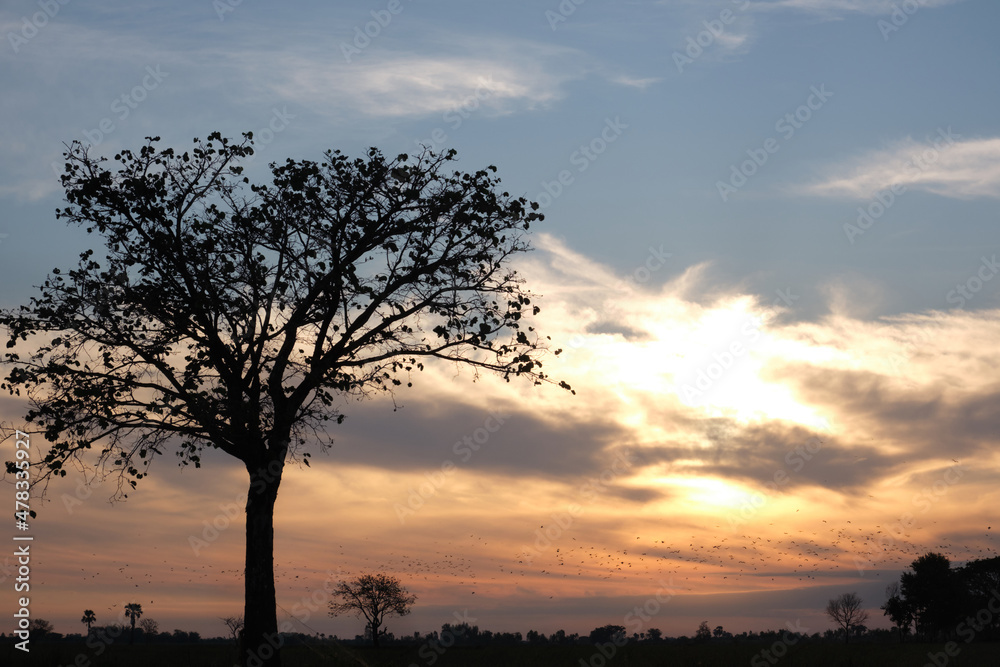 silhouette tree with beautiful sunrise sky background