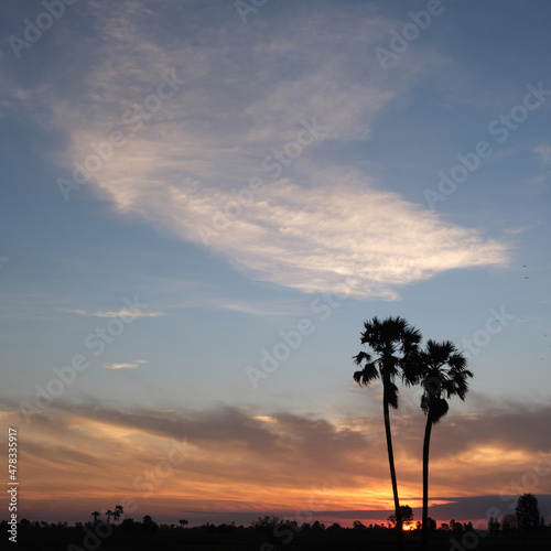 silhouette tree with beautiful sunrise sky background