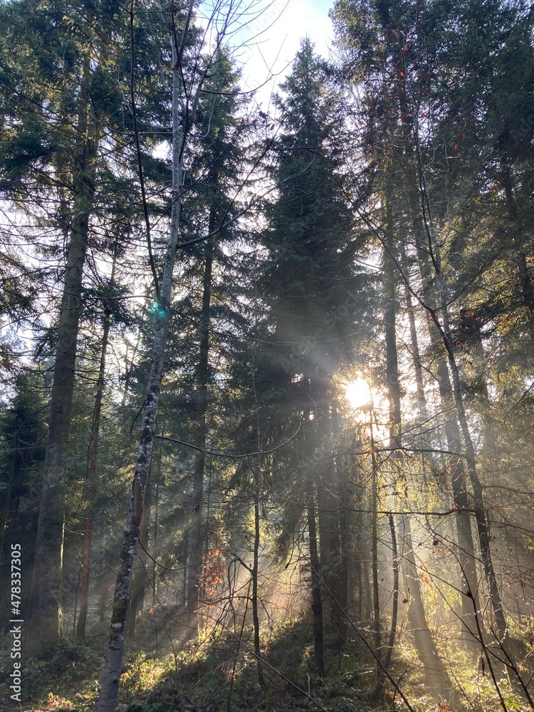 Obraz premium 森 杉