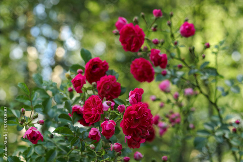 Bush of small flowers of roses on a natural green background. Lush bush of pink roses. Garden roses. Blurred floral background with red flowers roses. A place for the text. Many flowers. soft focus.