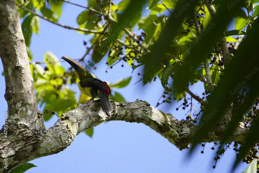 Fototapeta premium Lettered aracari (Pteroglossus inscriptus) Ramphastidae family. Location: Mamori, Amazon rainforest, Brazil