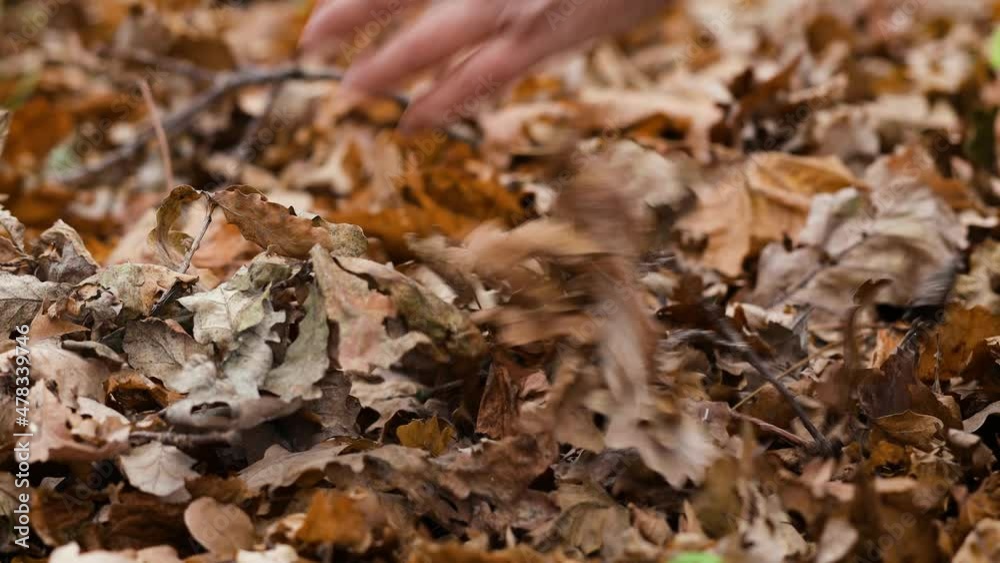 Man grabs oak leaves that have fallen to the ground by hand. Autumn background. Connection with nature concept. Man grabs oak leaves that have fallen to the ground by hand. Autumn background. Connection with nature concept.