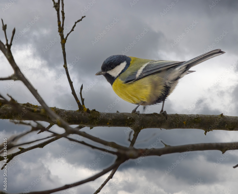 Obraz premium Great tit near National park Podyji, Southern Moravia, Czech Republic