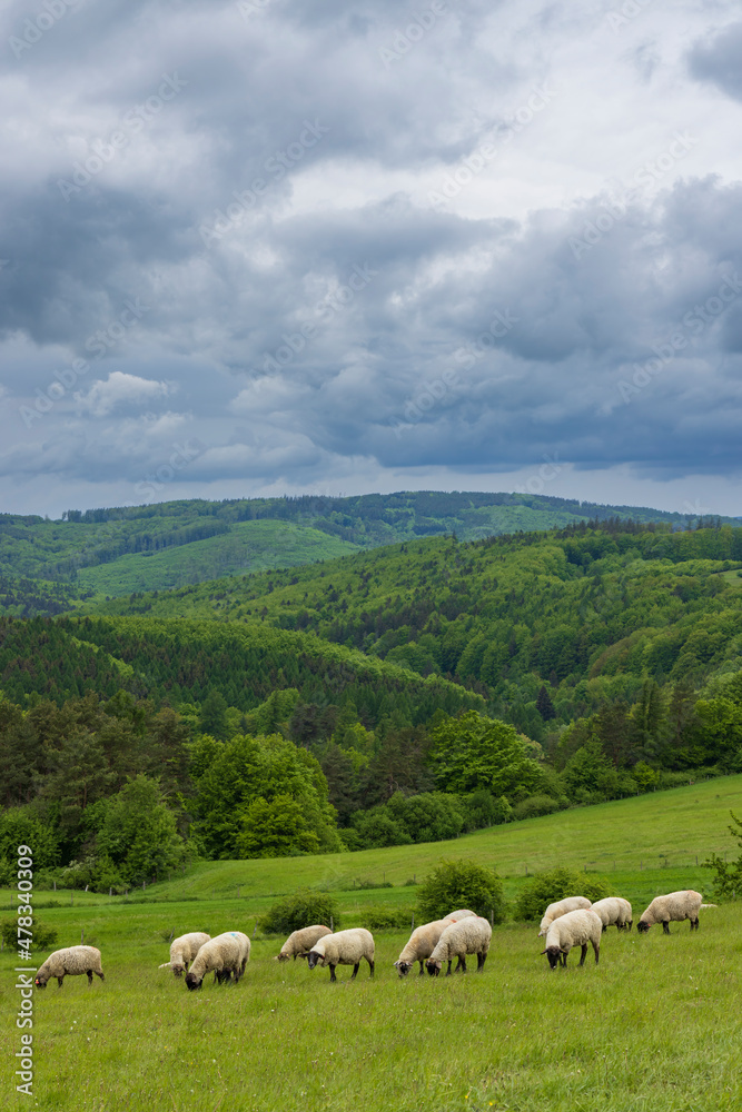 Fototapeta premium Spring landscape with white sheep in White Carpathians, Czech Republic