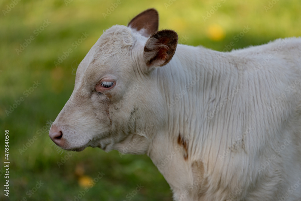 white cute baby cow in green meadow white cute baby cow in green meadow