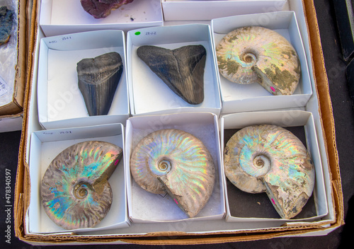 Fossilized ancient nautilus shells and giant sharkâ€™s teeth for sale in boxes on a table. Commodity concept. photo