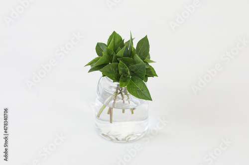 Alpine basil. Bunch of basil leaves in a glass isolated on white background.