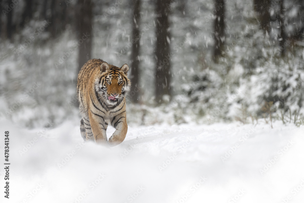 The tiger walks through a snowy meadow.