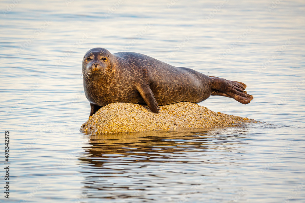 Fototapeta premium Common seal (Phoca vitulina) lying on a rock in sea off the coast of the Isle of Arran 