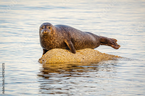 Common seal (Phoca vitulina) lying on a rock in sea off the coast of the Isle of Arran 