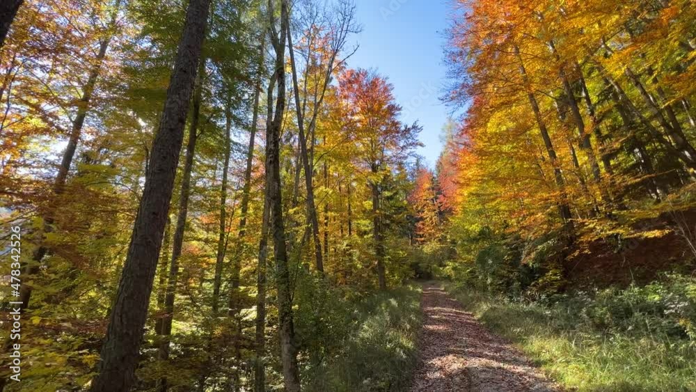 golden forest in autumn with sun golden forest in autumn with sun