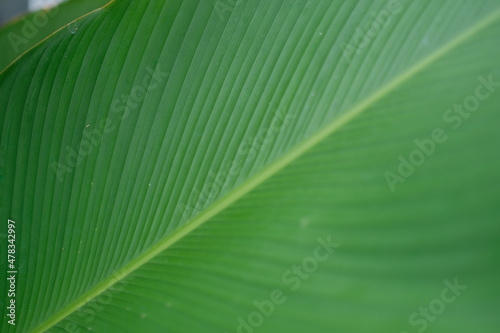 green leaf texture