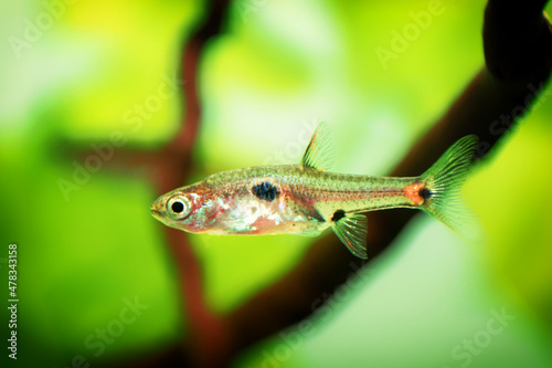 Dwarf rasbora, Rasbora maculata Freshwater fish in the nature aquarium, is often as often referred as Boraras maculatus. Animal aquascaping photography with a focus gradient and soft background.