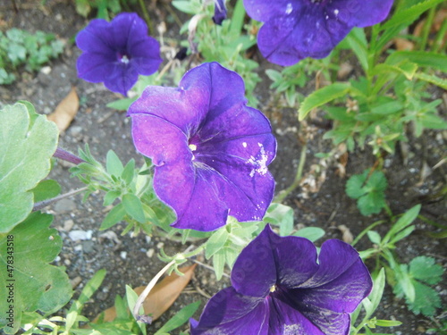 青紫色をした日々草の花 接写