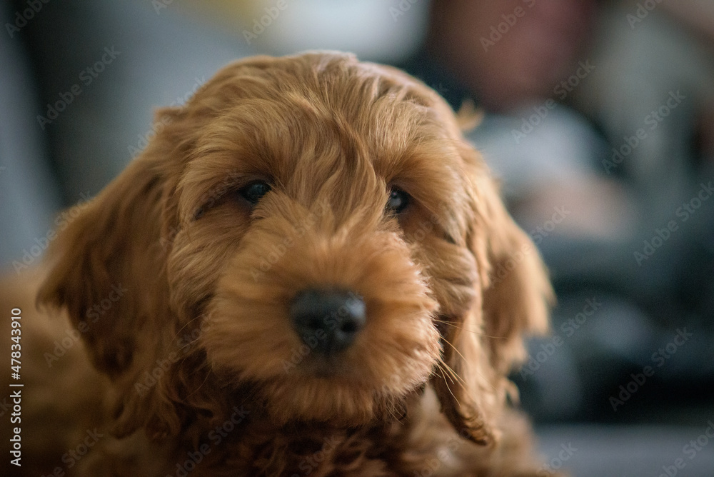 Fototapeta premium Cockapoo