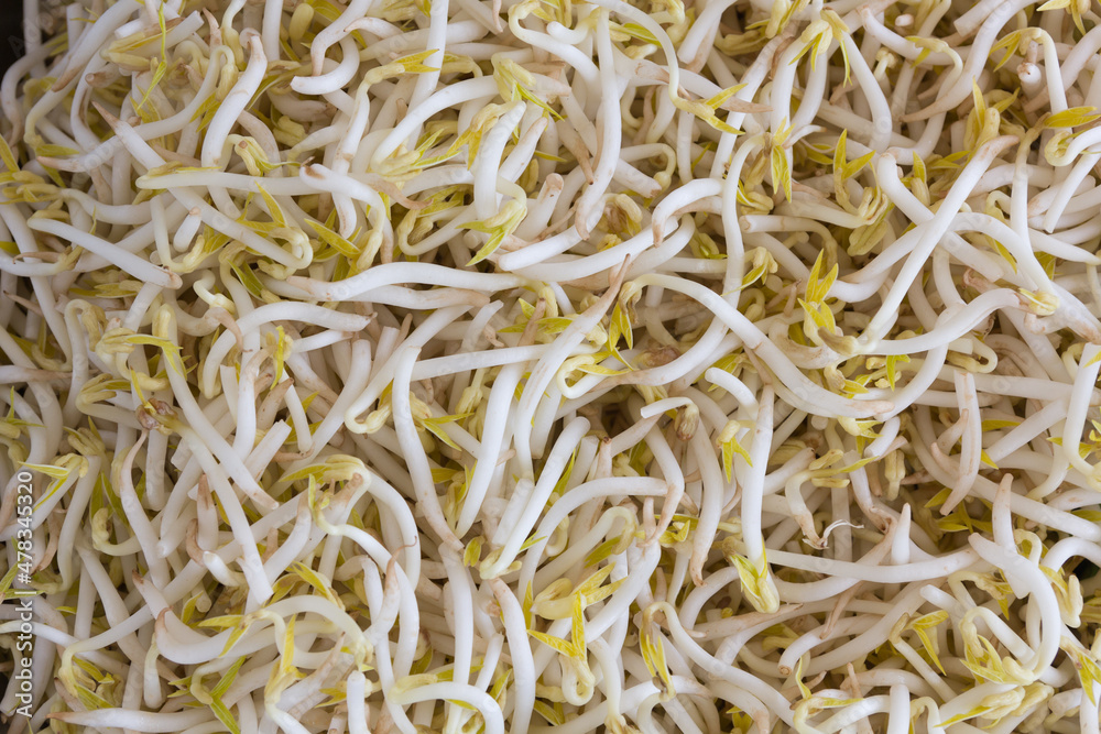 Bean sprout
