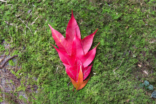 Maple leaf at Phukradung National Park,Thailand photo