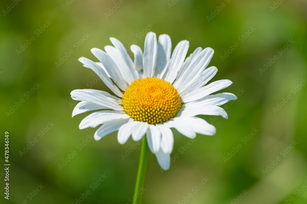 Chamomile flower growing in a meadow in a field.