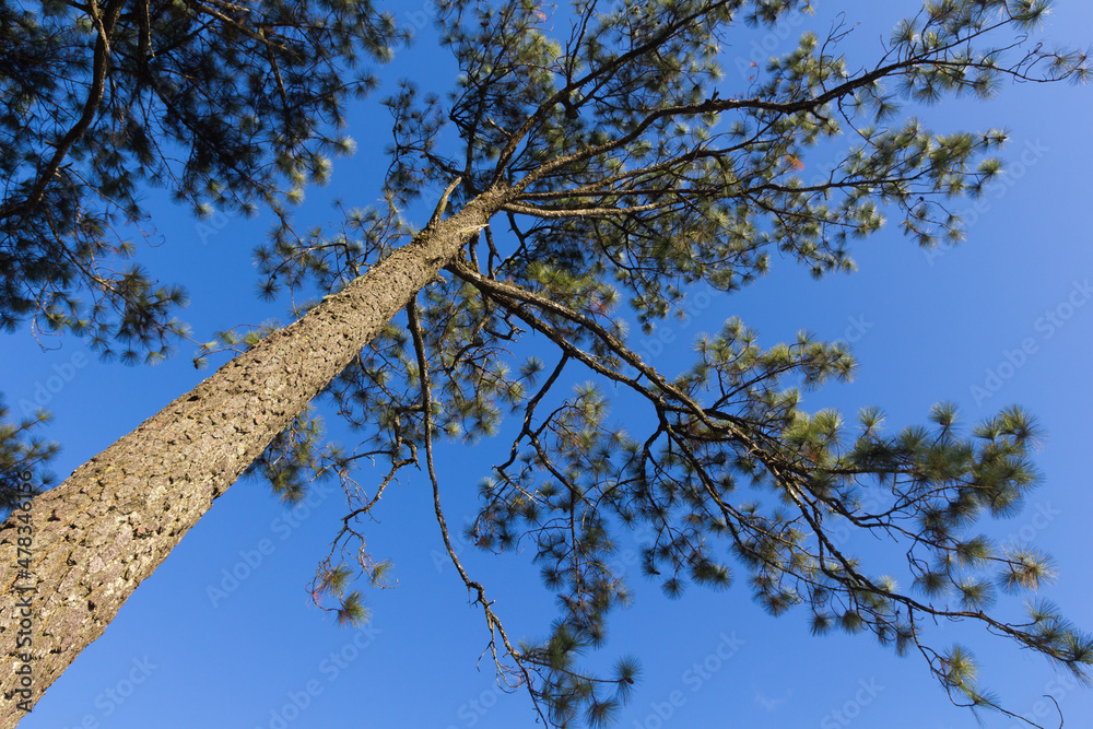Fototapeta premium Pine with sky at Phukradung National Park, Loei, Thailand