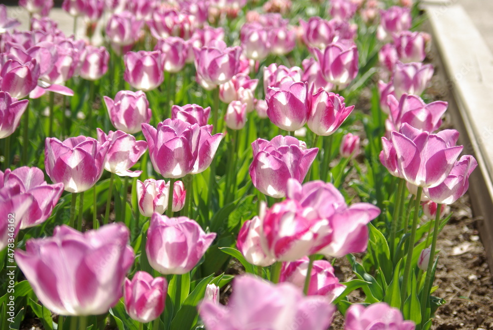Tulipes roses au soleil Tulipes roses au soleil