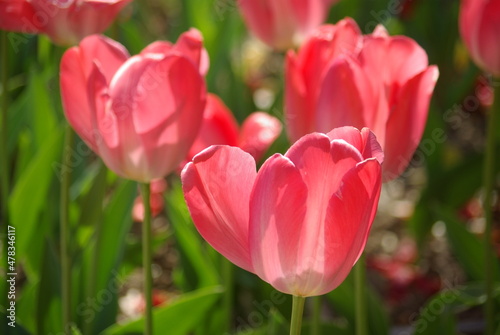 Tulipe rose au printemps