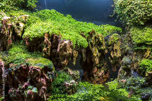The idea of decorating a home interior aquarium with stones, duckweed and green moss