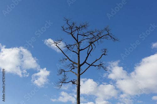 Dead tree at Phukradung National Park, Loei, Thailand photo