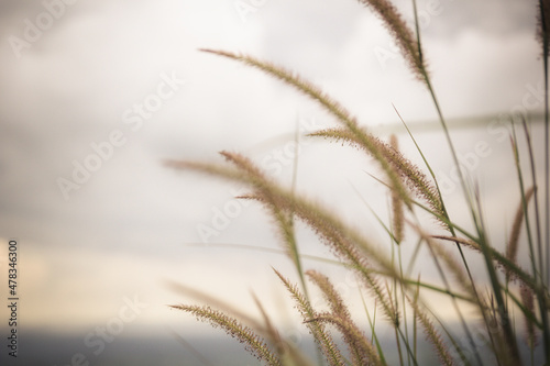 Grass flower in autum