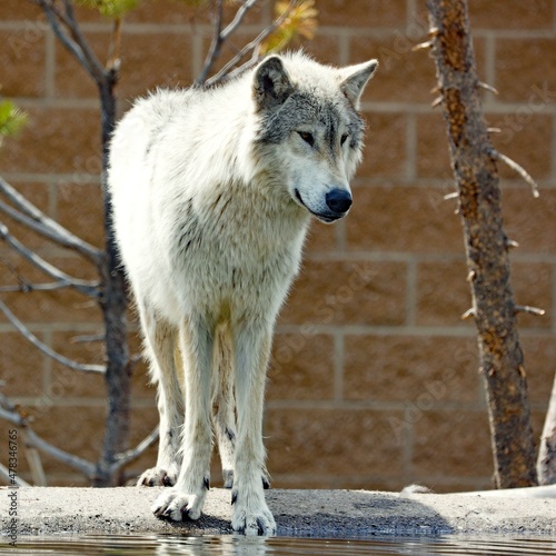 Wolf
