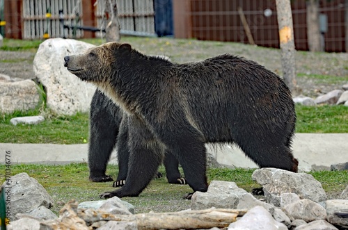 Bears
