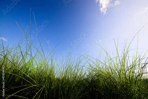 green grass and sky