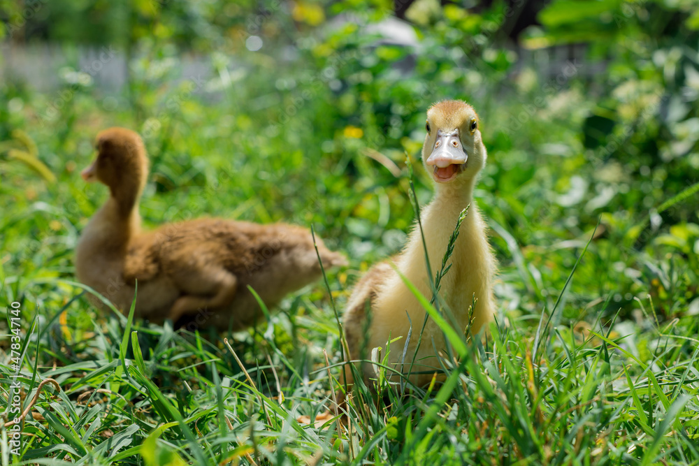 Little young ducklings are walking on green grass. Little young ducklings are walking on green grass.