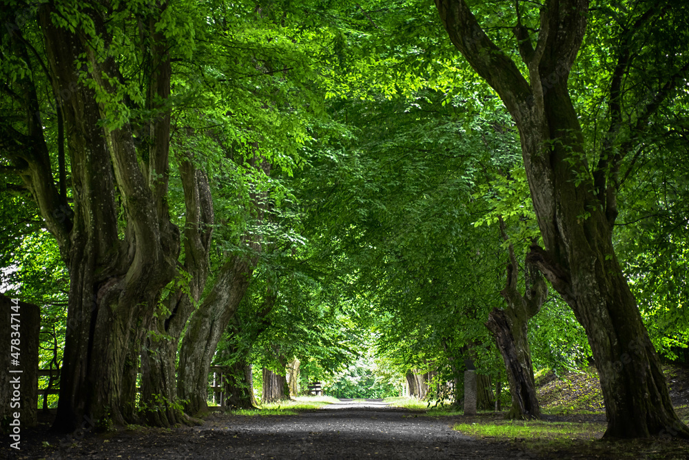 Fototapeta premium Park1
