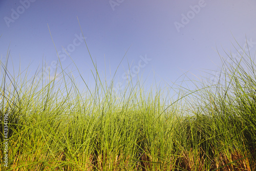 grass and sky