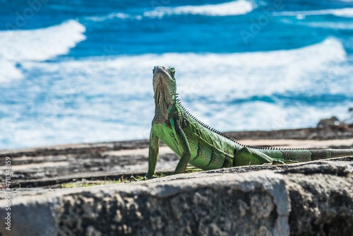 Puerto Rico: natural beauties, adventure and unique experiences
The island lies in the Caribbean Sea, one of the most exuberant regions on the planet photo