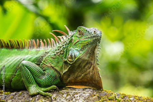 Fotografiet Green iguana, Arenal National Park, La Fortuna, Costa Rica