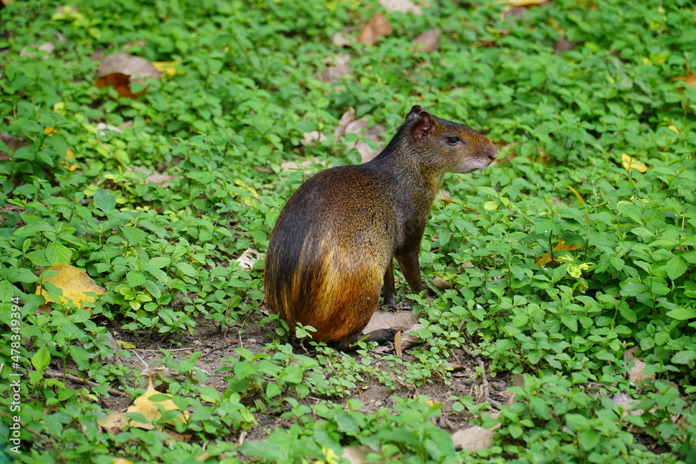 Brown Agouti (Dasyprocta punctata) wild animals that have settled in a city park of Rio de Janeiro Brasil.