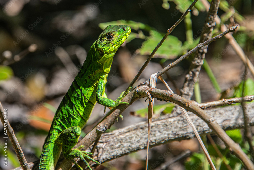 Fototapeta premium Common basilisk (Basiliscus basiliscus) lizard, Monteverde Cloud Forest Reserve, Costa Rica