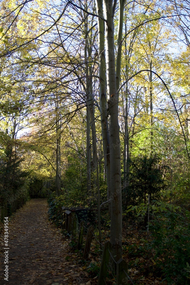 Allée d'arbre sous un soleil d'automne