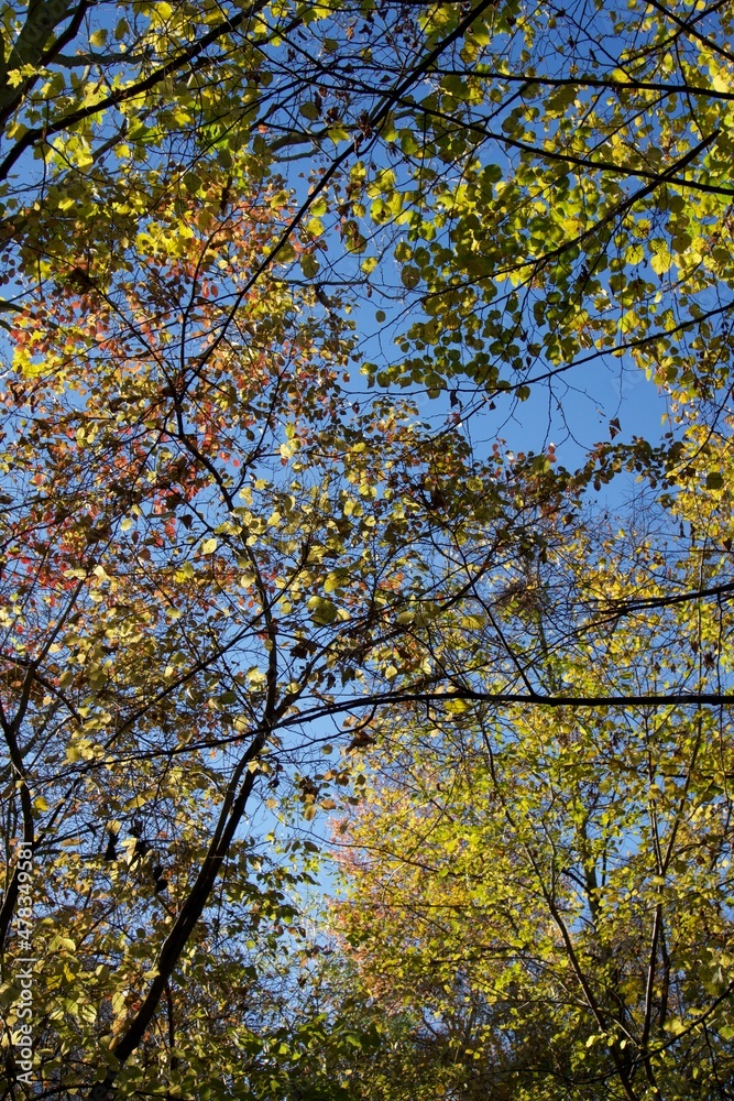 Allée d'arbre sous un soleil d'automne