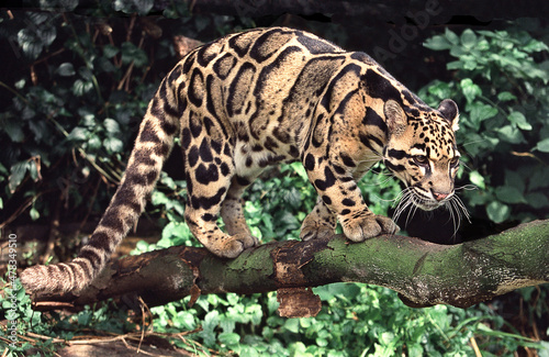 A beautifully spotted Clouded leopard prowling through the forest. photo