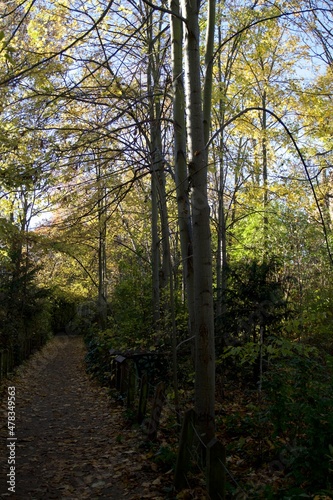 Allée d'arbre sous un soleil d'automne
