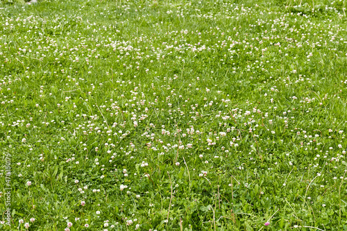 green grass meadow with white clover flowers