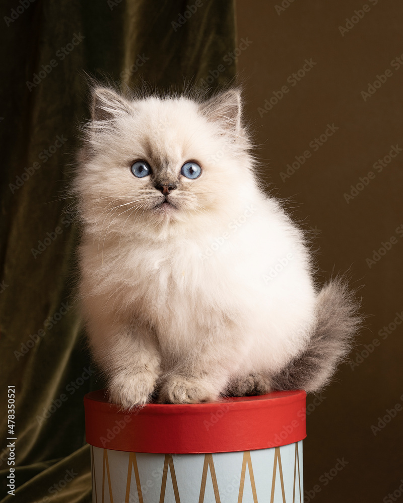 Ragdoll cat, small cute kitten portrait, in a Christmas setting with presents and a nutcracker