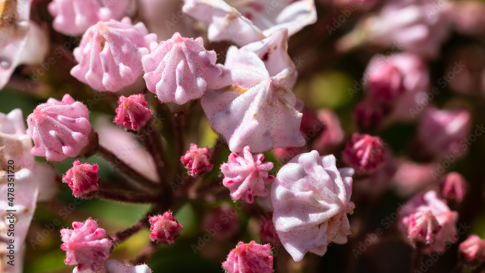 Mountain Laurel Buds About to Bloom in the Appalachian Spring Mountain Laurel Buds About to Bloom in the Appalachian Spring