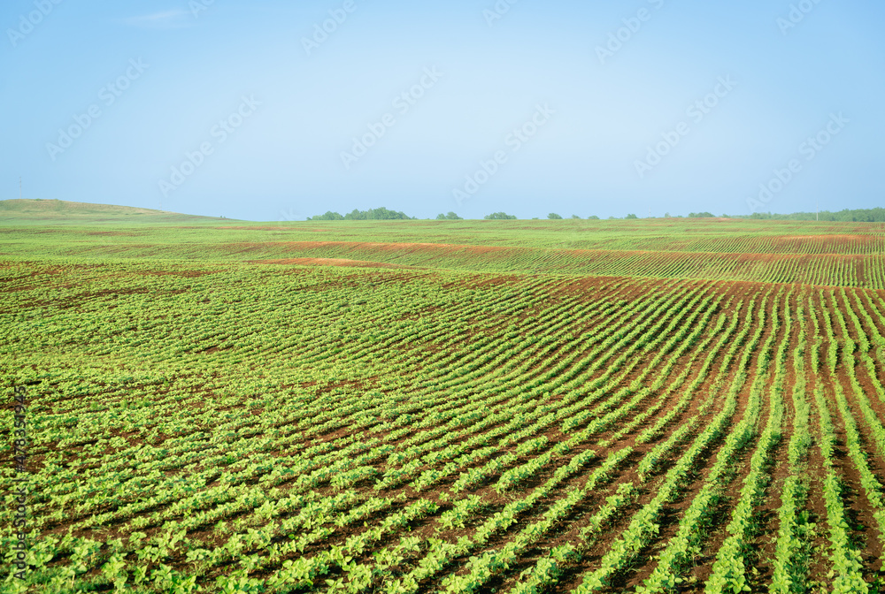A field with sunflower seedlings. Farmers green field. A field with sunflower seedlings. Farmers green field.