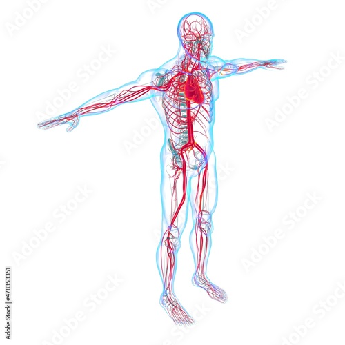 Human Heart With Circulatory System Anatomy For Medical Concept 3D © mybox