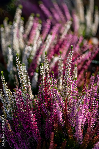 Heather, Erica or ling (Calluna vulgaris) blooming in cold winter with white, pink, magenta and red flowers backlit by bright sunlight on graveyard in Germany. Colorful plant gradient macro close up.