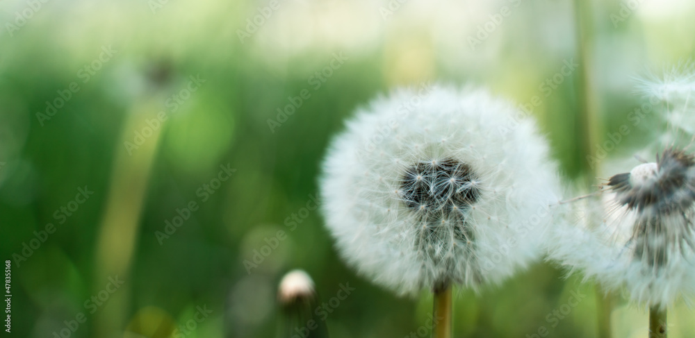 Fototapeta premium Closed Bud of a dandelion. Dandelion white flowers in green grass. High quality photo
