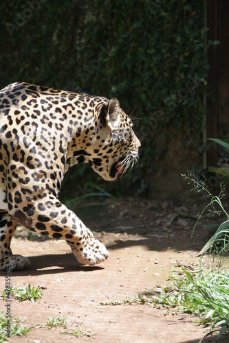 A on  a-pintada ou jaguar  tamb  m conhecida como on  a-preta     uma esp  cie de mam  fero carn  voro da fam  lia dos fel  deos encontrada nas Am  ricas. 